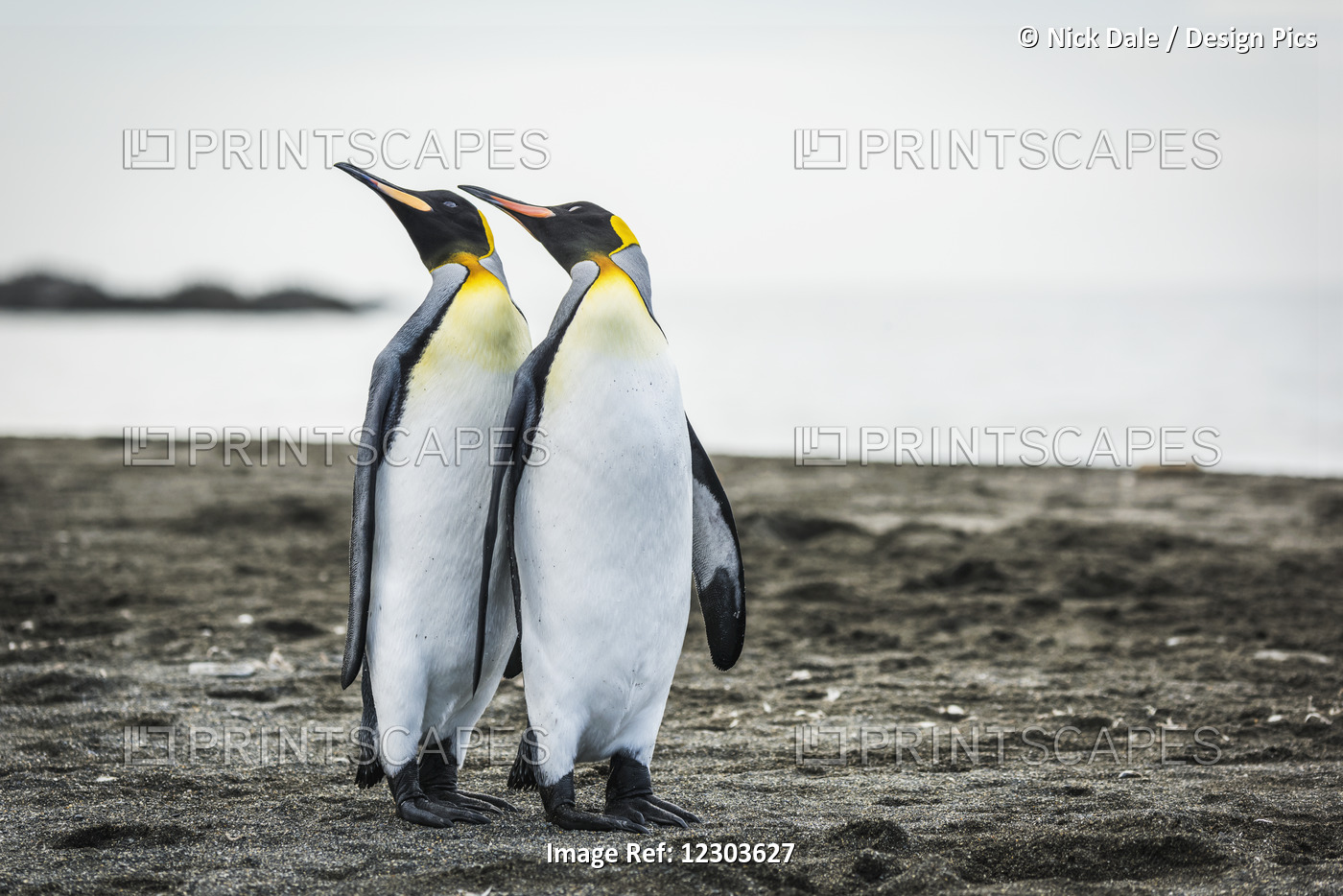 Two King Penguins (Aptenodytes Patagonicus) Mirroring Positions Of Beaks; ...