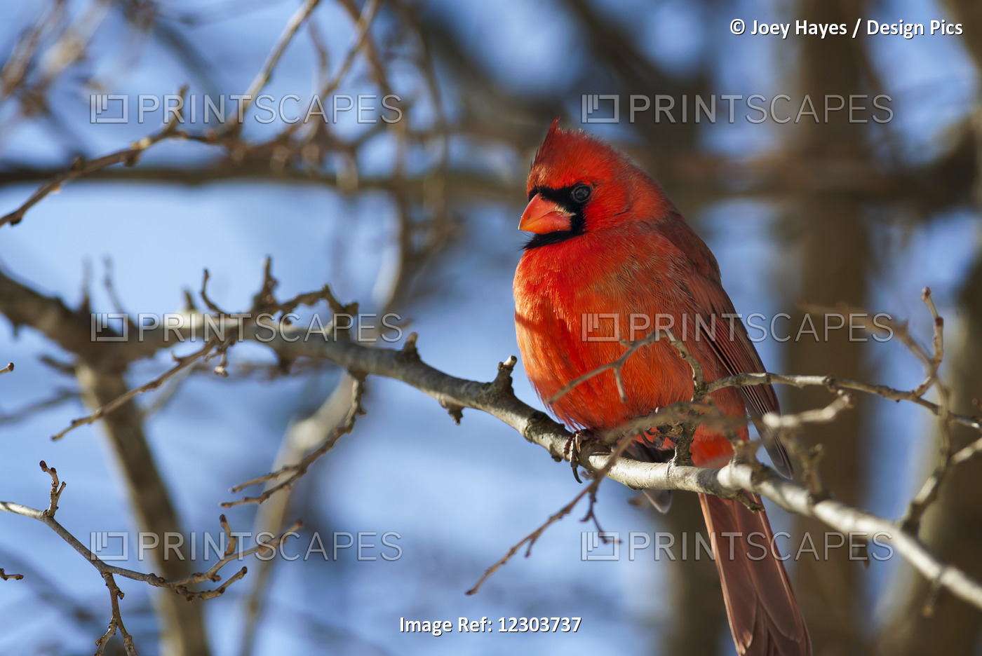 Vivid Red Cardinal (Cardinalis Cardinalis) Sitting On A Tree Branch With A ...
