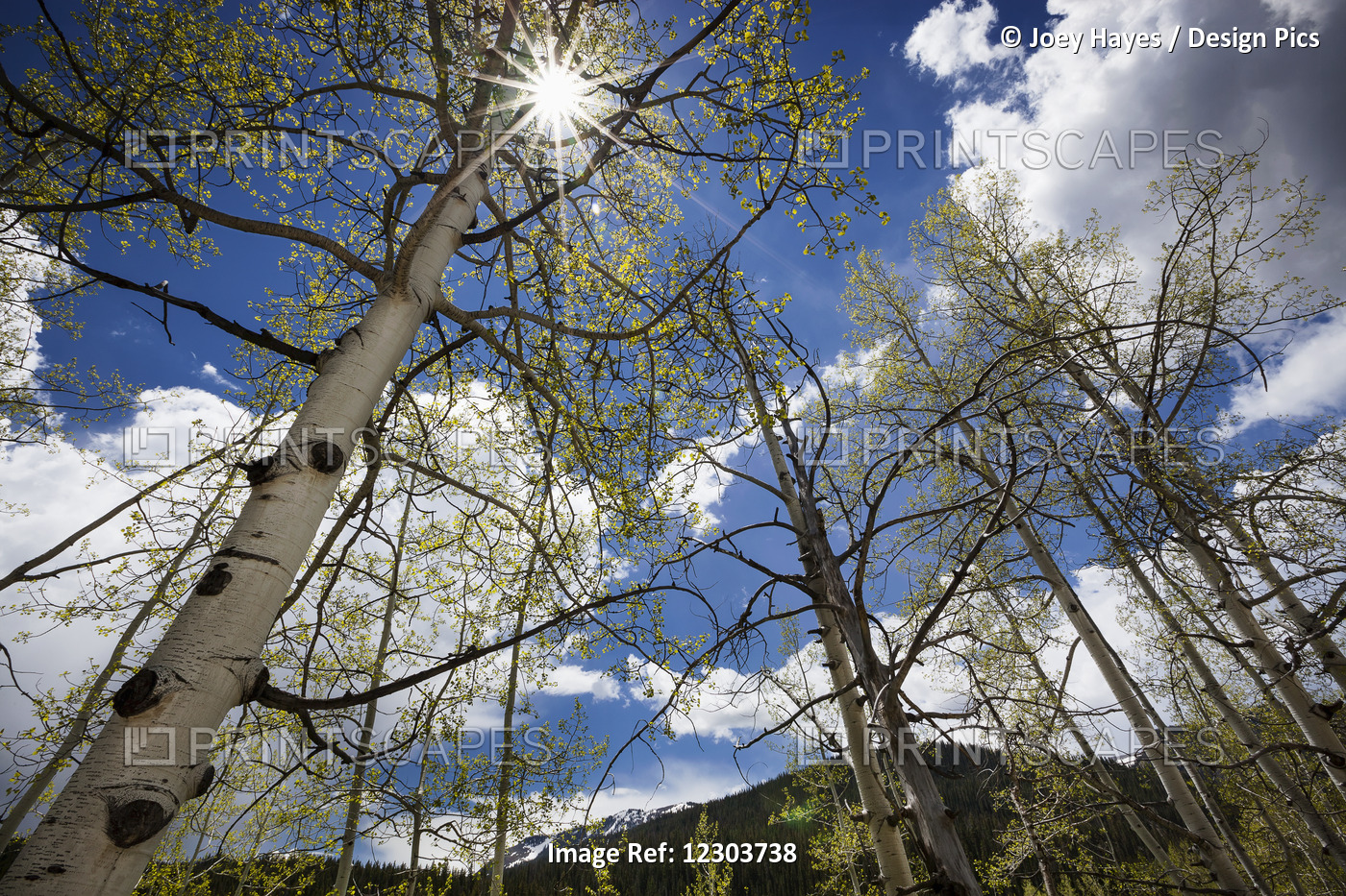 View Up Through Aspen Trees With The Sun Streaming Through The Upper Branches, ...