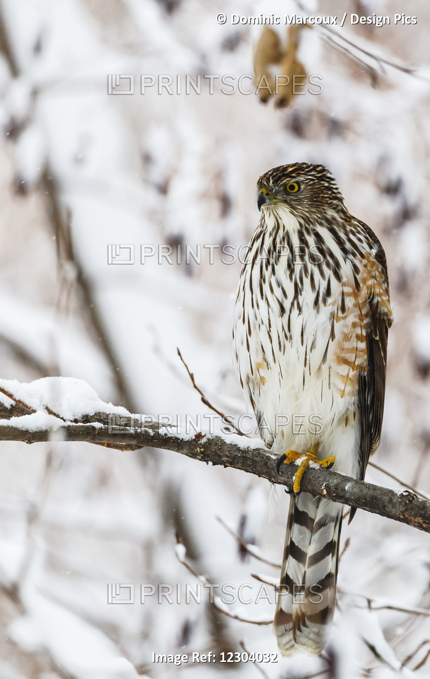 Portrait Of A Bird Sitting On A Tree Branch In Winter; Montreal, Quebec, Canada