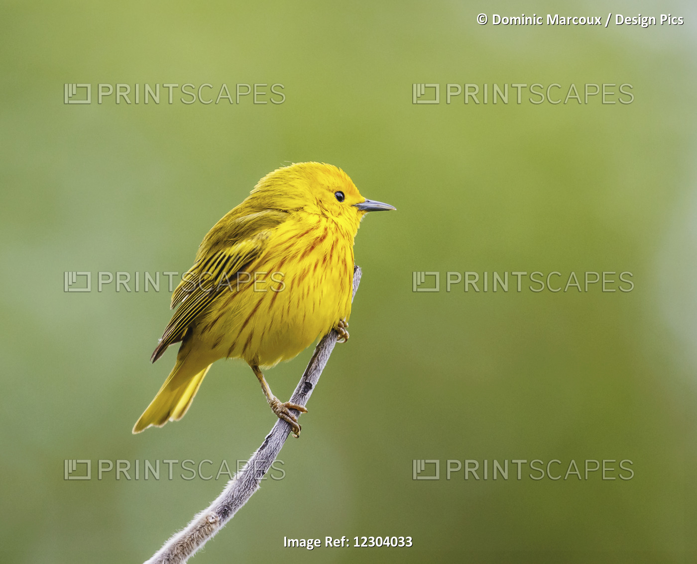 Yellow Warbler (Setophaga Petechia) Perched During Spring Time; Chateauguay, ...