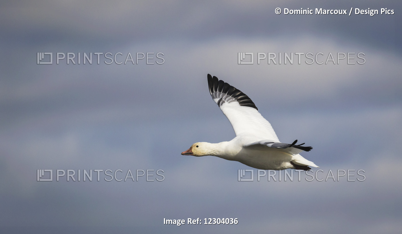Bird Flying With A Blue A White Sky In The Background; Boucherville, Quebec, ...