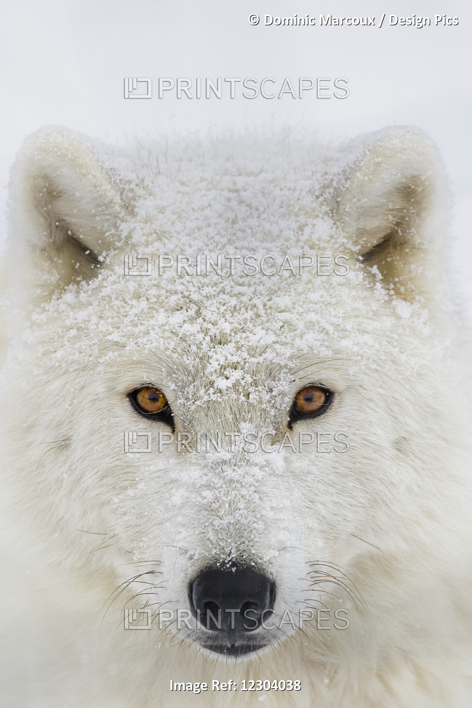 Arctic Wolf (Canis Lupus Arctos) Portrait; Montebello, Quebec, Canada