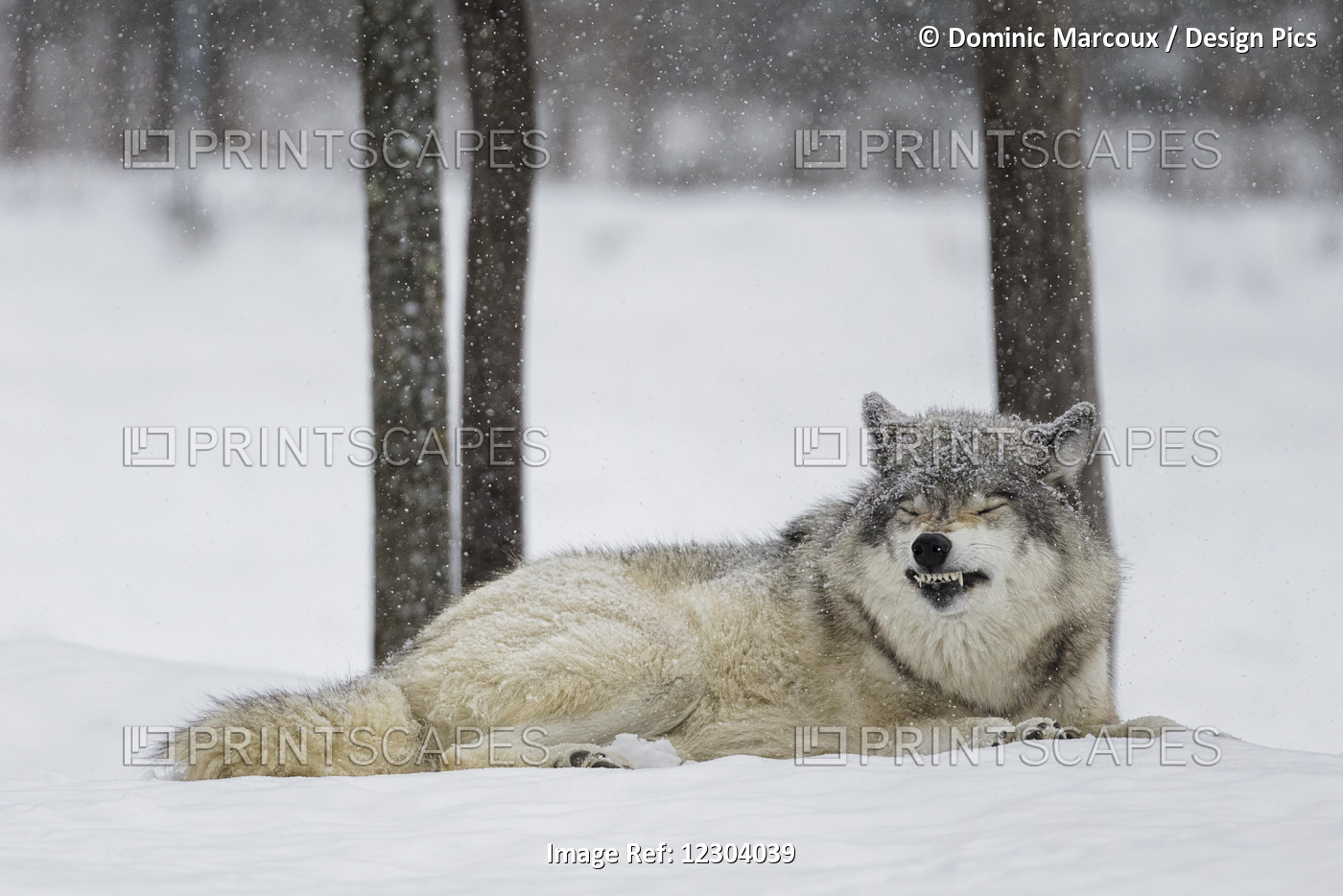 Grey Wolf (Canis Lupus) Showing Submission Behaviour; Montebello, Quebec, Canada