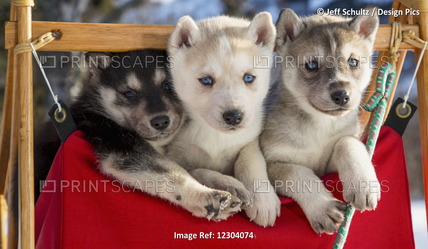 Close Up Of Siberian Husky Puppies In A Small Dog Sled, Alaska