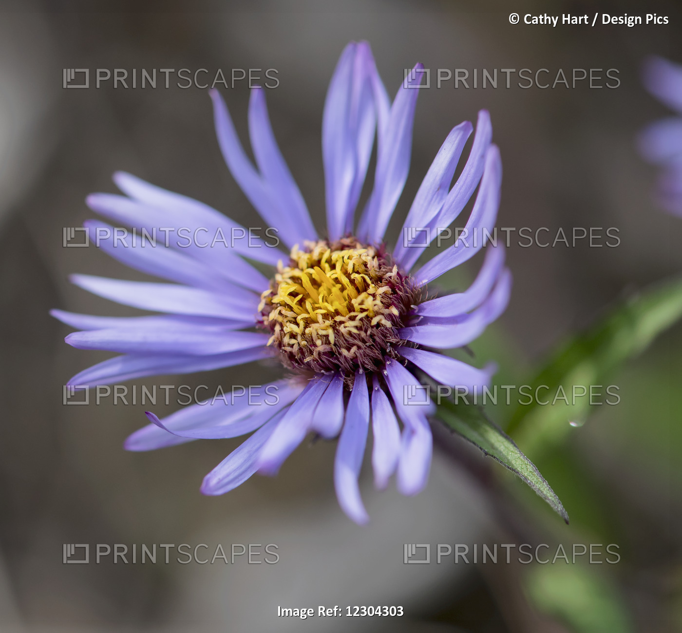 Siberian Aster Along The Marsh Fork Of The Canning River In The Arctic National ...