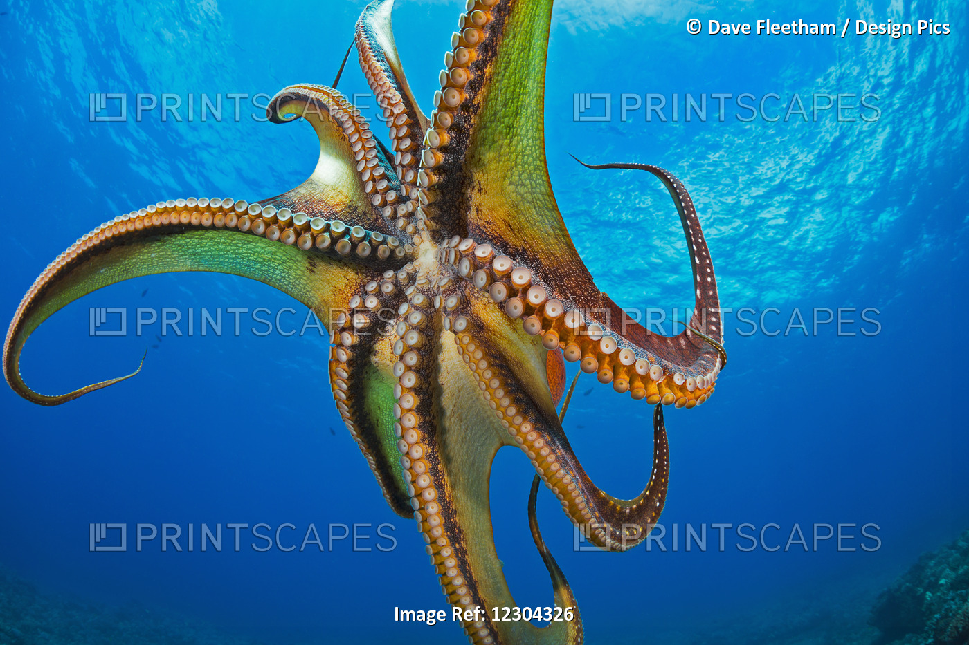 Day Octopus (Octopus Cyanea) In Mid-Water; Hawaii, United States Of America