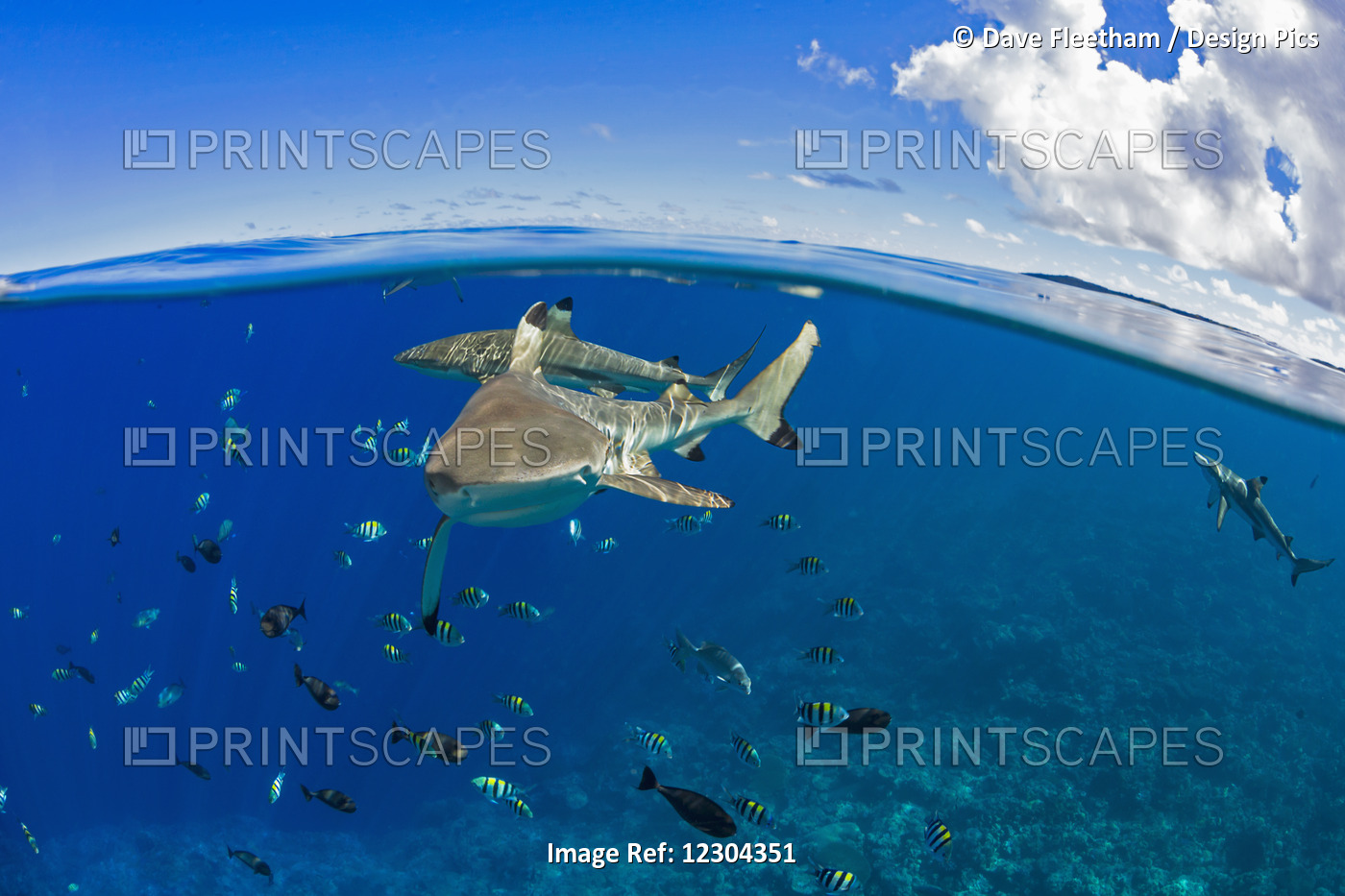 Blacktip Reef Sharks (Carcharhinus Melanopterus) Just Below The Surface Off The ...