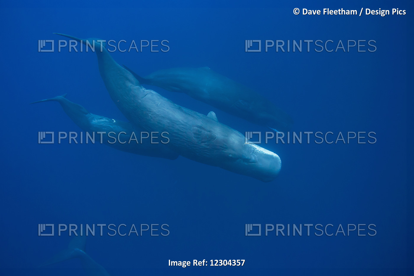 The Sperm Whale (Physeter Macrocephalus) Is The Largest Of All The Toothed ...