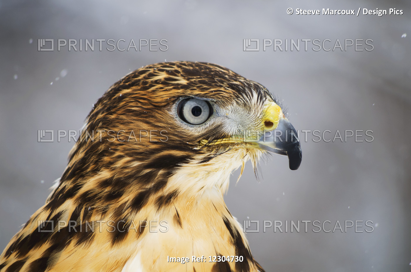 Red-Tailed Hawk (Buteo Jamaicensis), Ecomuseum; Ste-Anne-De-Bellevue, Quebec, ...