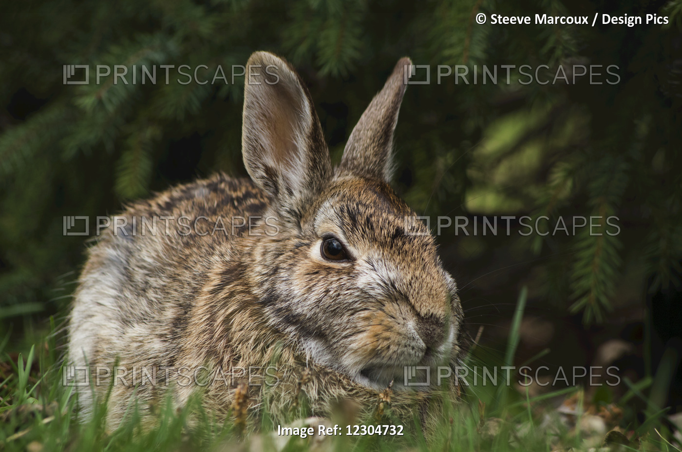 Cottontail Rabbit (Sylvilagus Floridanus); Les Cedres, Quebec, Canada