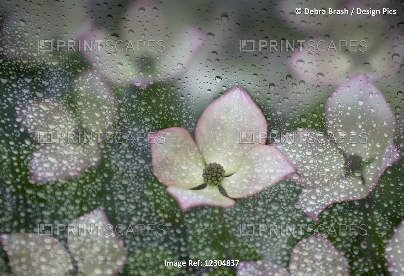 Raindrops On Glass With A View Of Pink Dogwood Blossoms; British Columbia, ...
