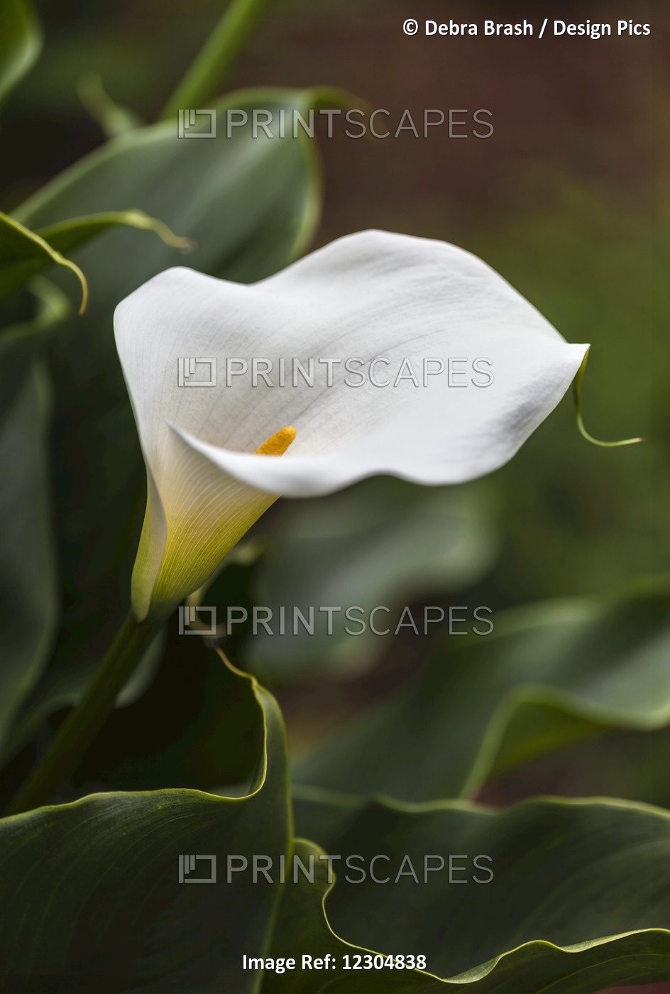 A White Zantedeschia Aethiopica, Known As Calla Lily And Arum Lily; British ...