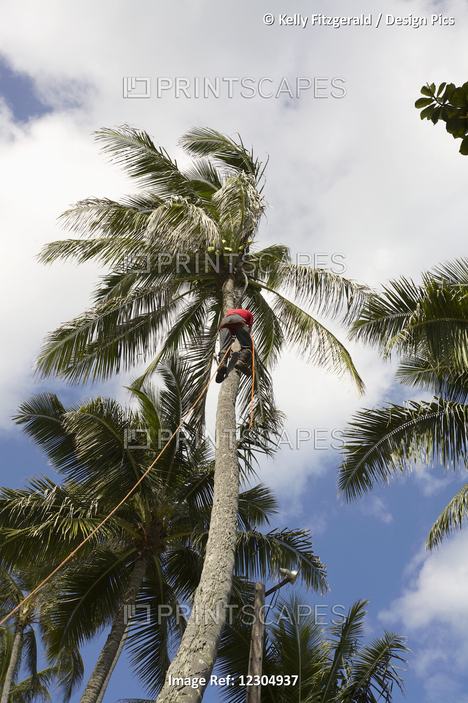 Coconuts Being Harvested, Waimanalo Beach; Waimanalo, Oahu, Hawaii, United ...