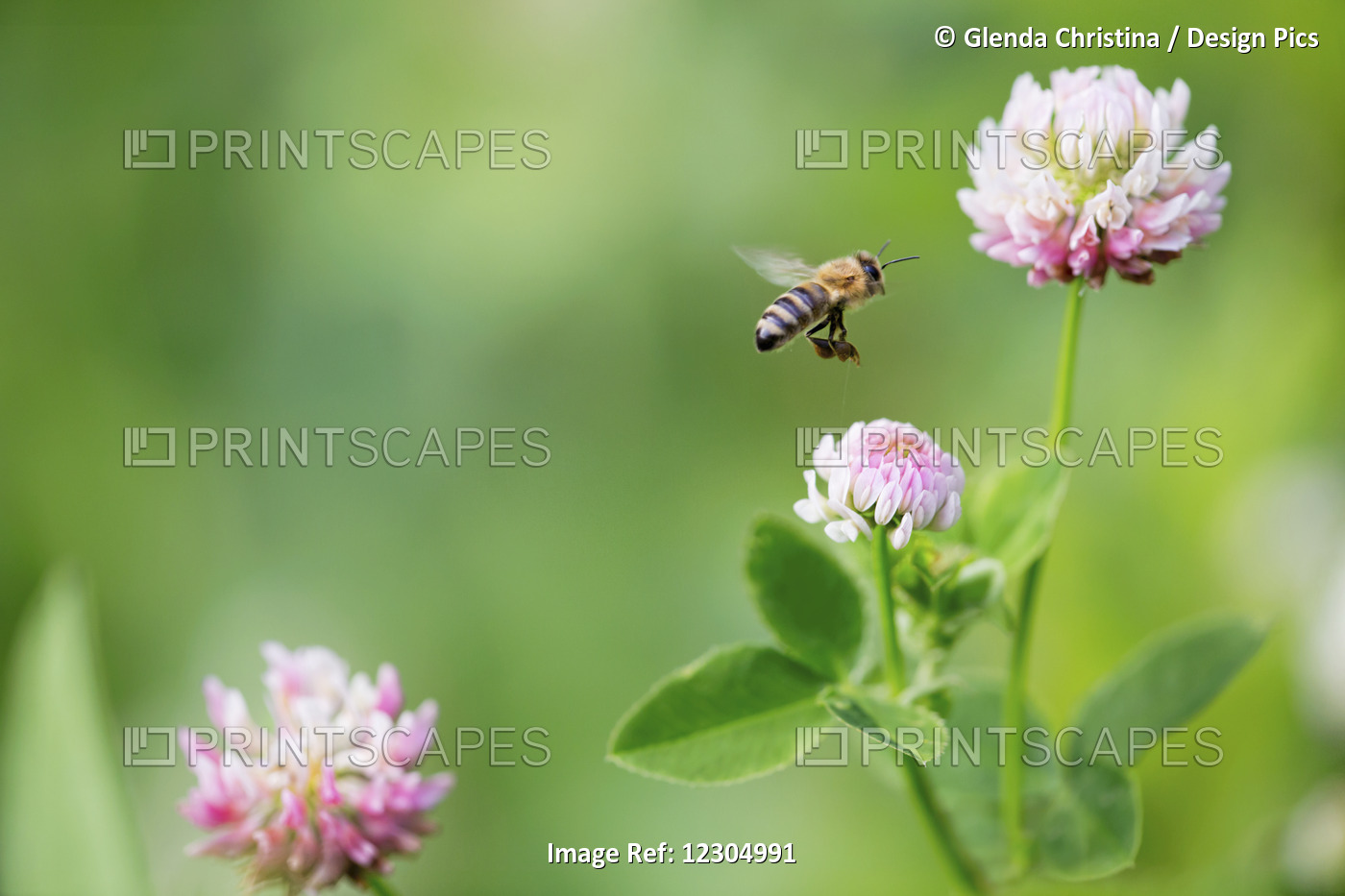 Honey Bee With Pollen Flying Among Clover Flowers, Palmer, Southcentral Alaska, ...