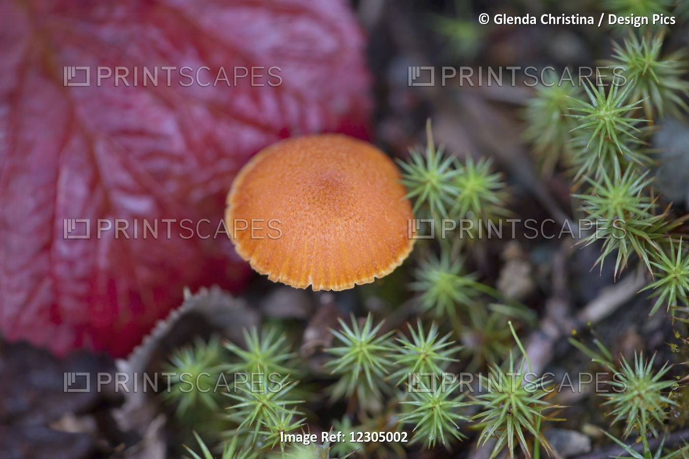 Orange Milk Cap (Lactarius Deliciosus) Mushroom Found On Tundra In Palmer, ...