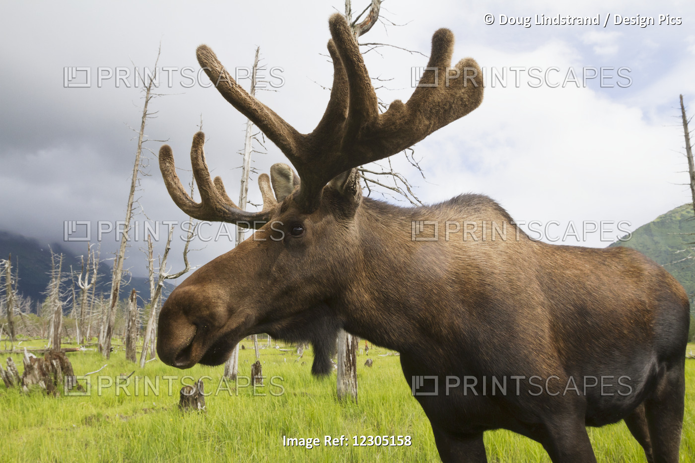 Captive: Mature Bull Moose With Antlers In Velvet At The Alaska Wildlife ...