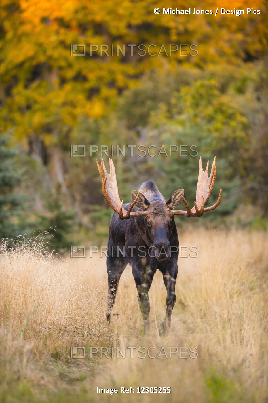 A Bull Moose In Rut  In Kincaid Park, Anchorage, Southcentral Alaska, Autumn