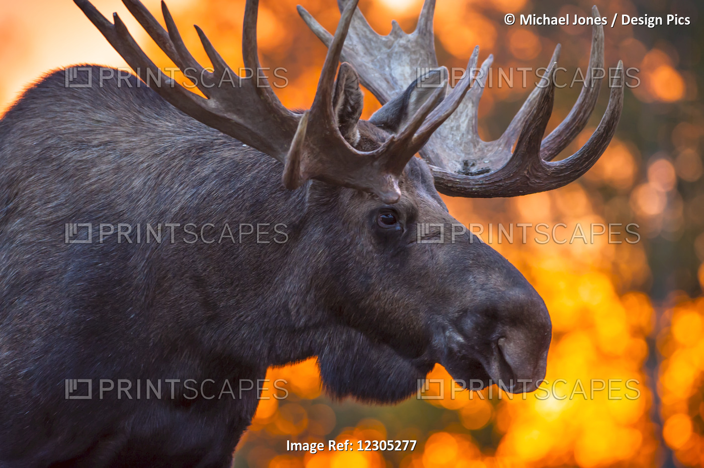 Moose in Kincade Park
