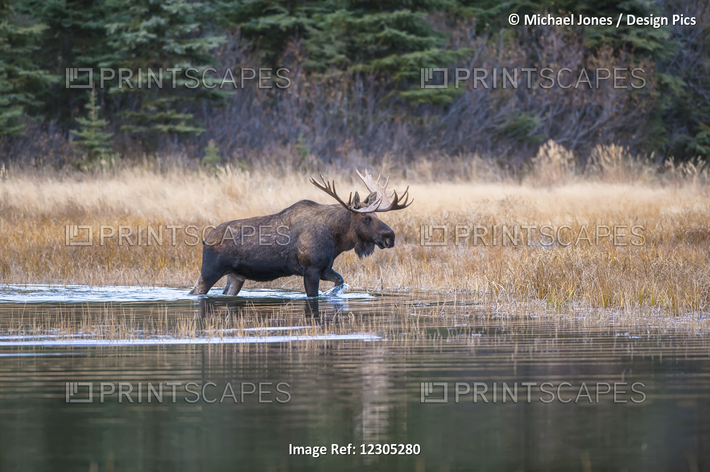 Bull Moose In Rut Wades In A Pond, Kincaid Park, Anchorage, Alaska, Autumn