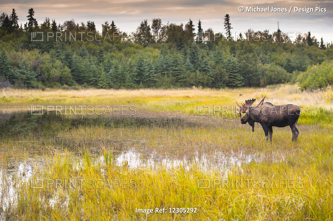 Bull Moose In Velvet Wades In Marshy Wetlands, Kincaid Park, Anchorage, Alaska, ...