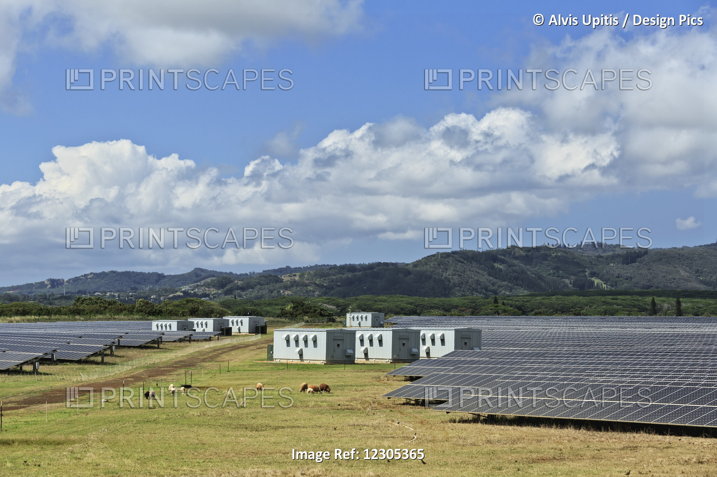 Sheep Graze Amidst Solar Panels Near Poipu; Kauai, Hawaii, United States Of ...