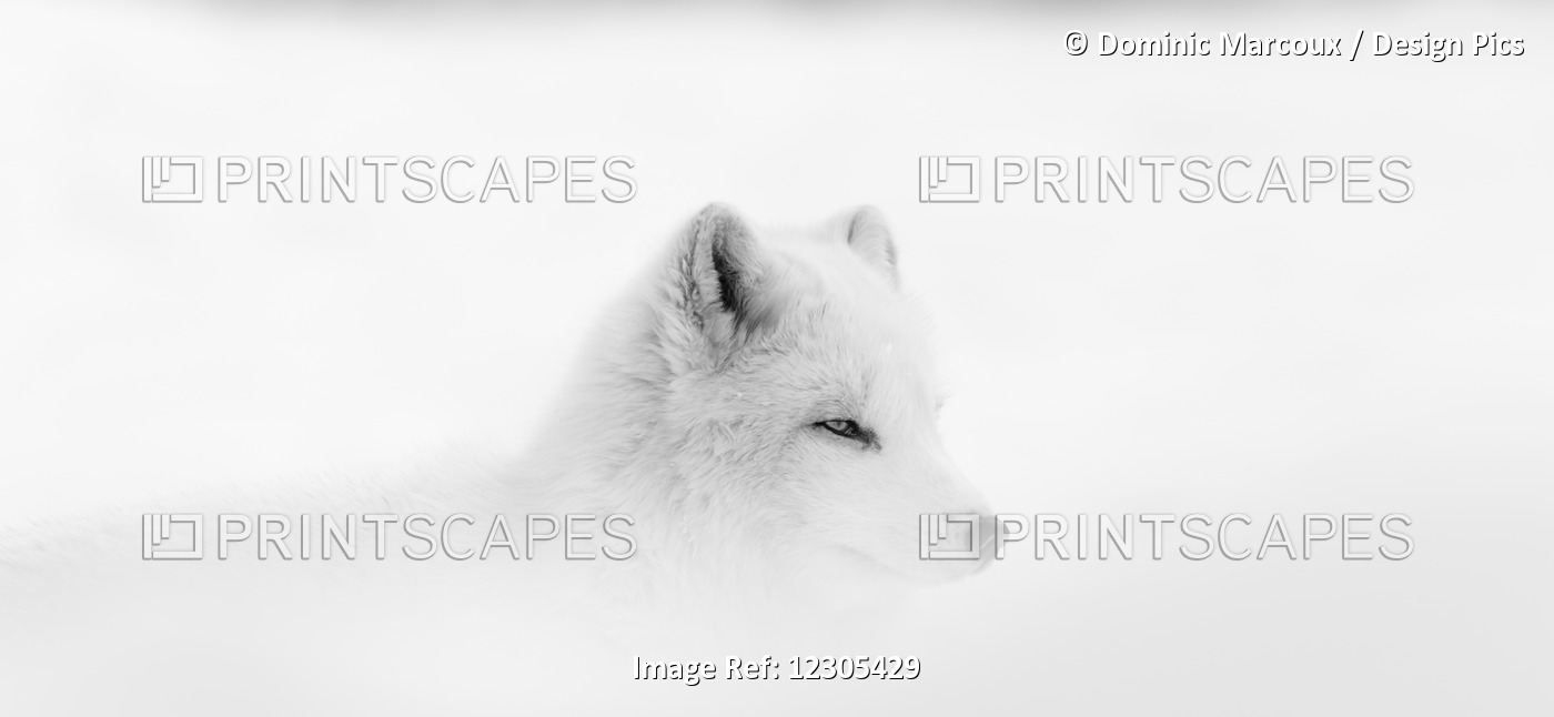 Arctic Wolf (Canis Lupus Arctos) During A Snow Storm; Montebello, Quebec, Canada