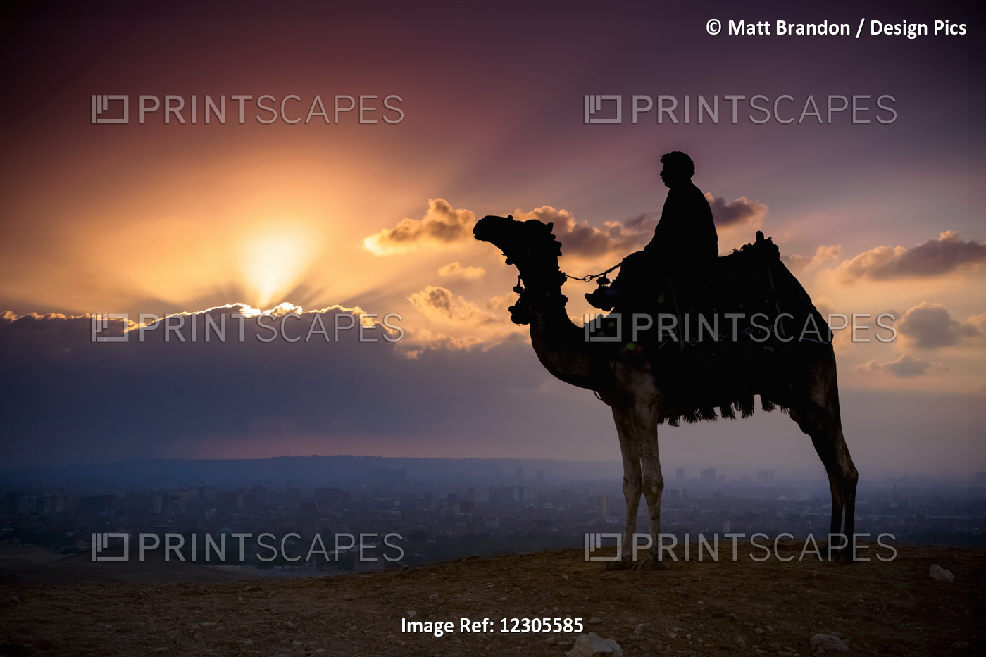 A Lone Camel And Rider Stand In Front Of The Setting Sun With The Giza ...
