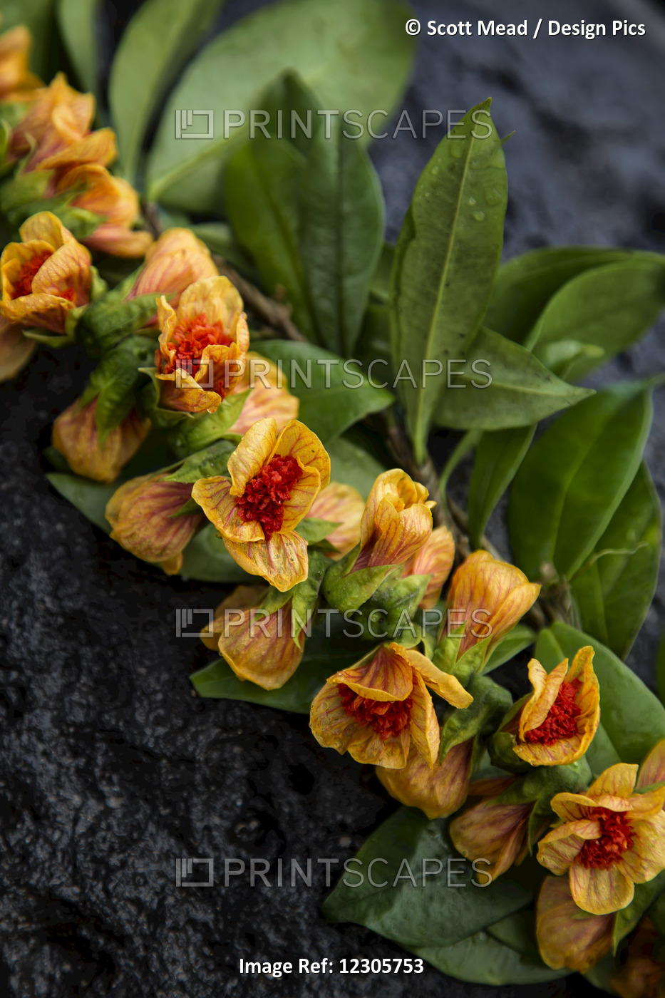 Close Up Of A Lei With Orange And Red Flowers; Maui, Hawaii, United States Of ...