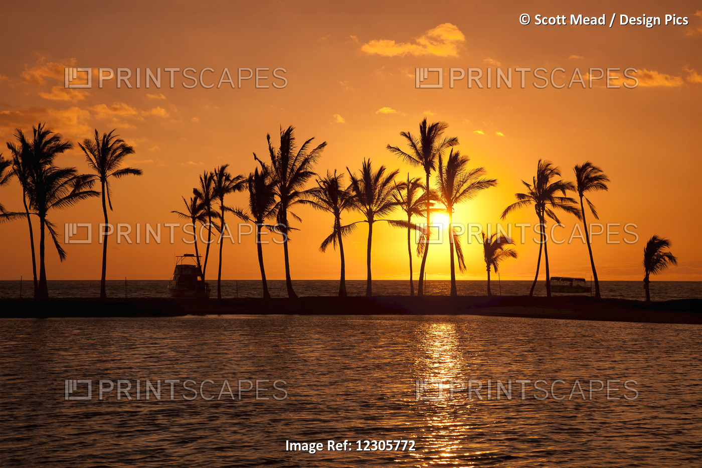 Golden Sunset In An Orange Sky With Silhouetted Palm Trees Along The Coastline; ...
