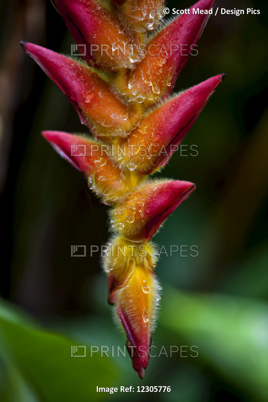 A Unique Tropical Plant With Fuzzy Red And Orange Blossoms; Hawaii, United ...