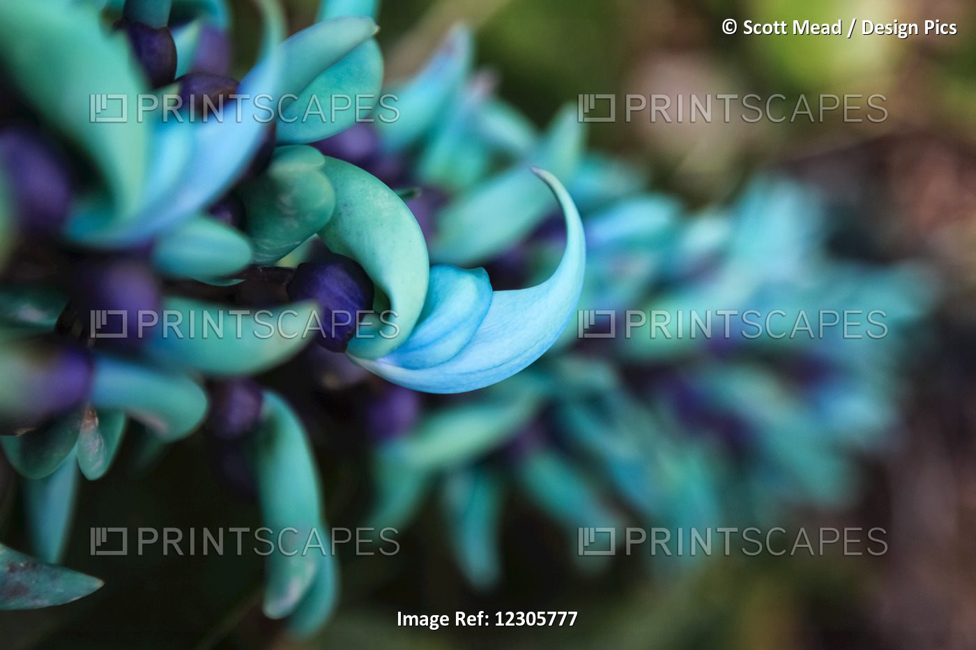 Blue Jade Plant With Purple Flowers; Hawaii, United States Of America