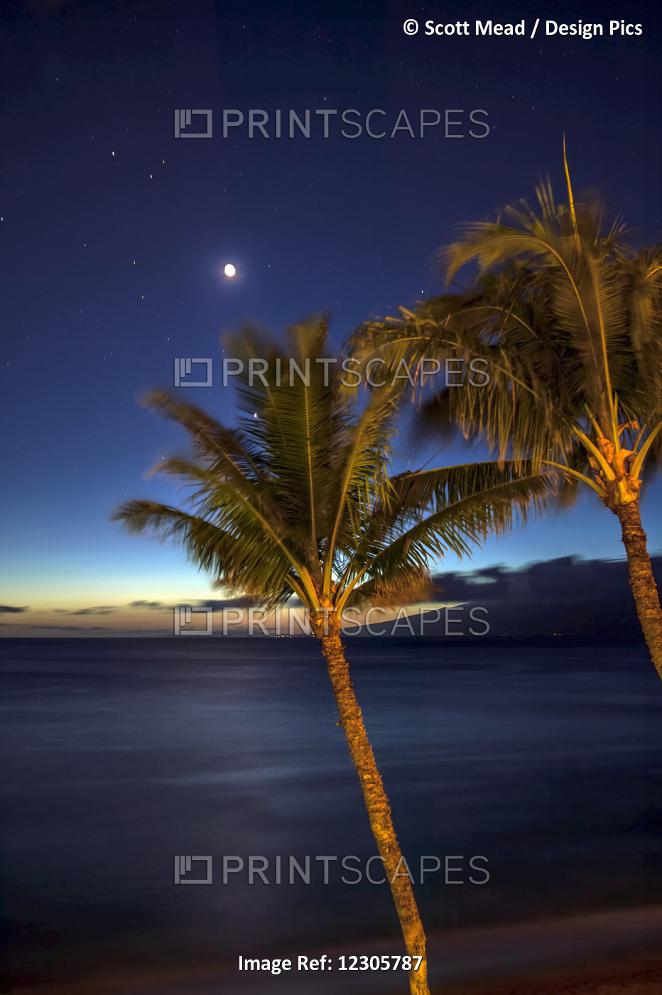 Moon And Stars In The Night Sky With Palm Trees Along The Coast In The ...