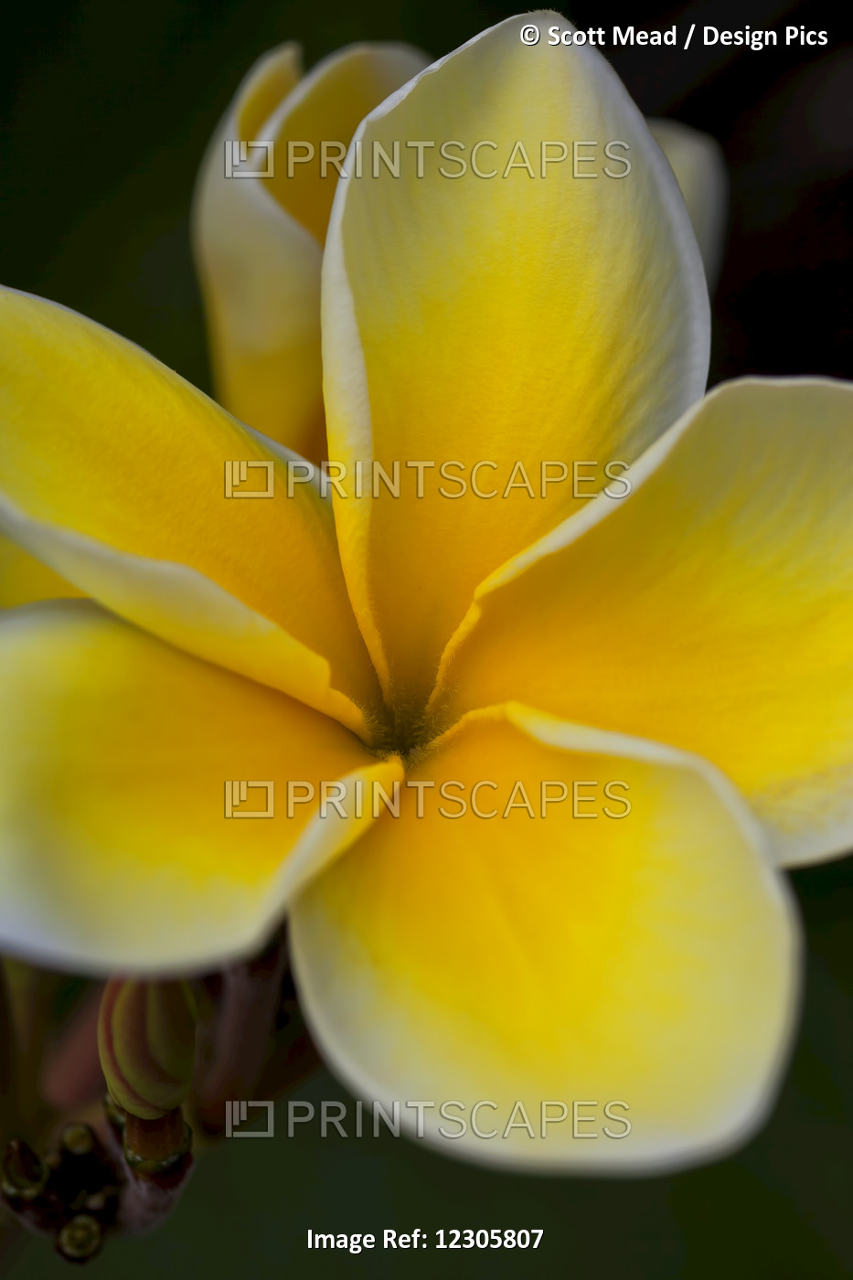 Close Up Of A Yellow And White Tropical Flower; Hawaii, United States Of America