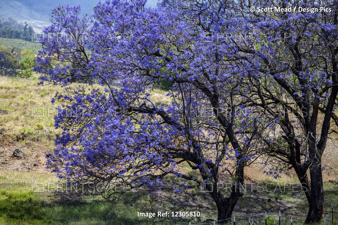 A Jacaranda Tree Full Of Purple Blossoms; Maui, Hawaii, United States Of America