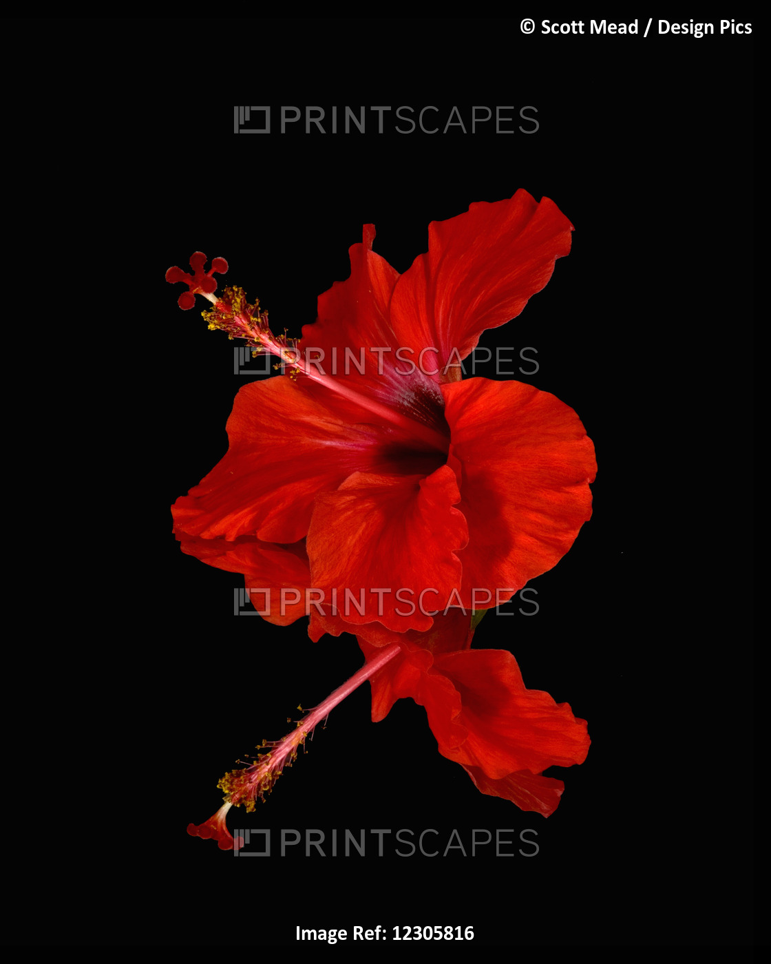Close Up Of A Red Hibiscus Flower On A Black Background; Maui, Hawaii, United ...