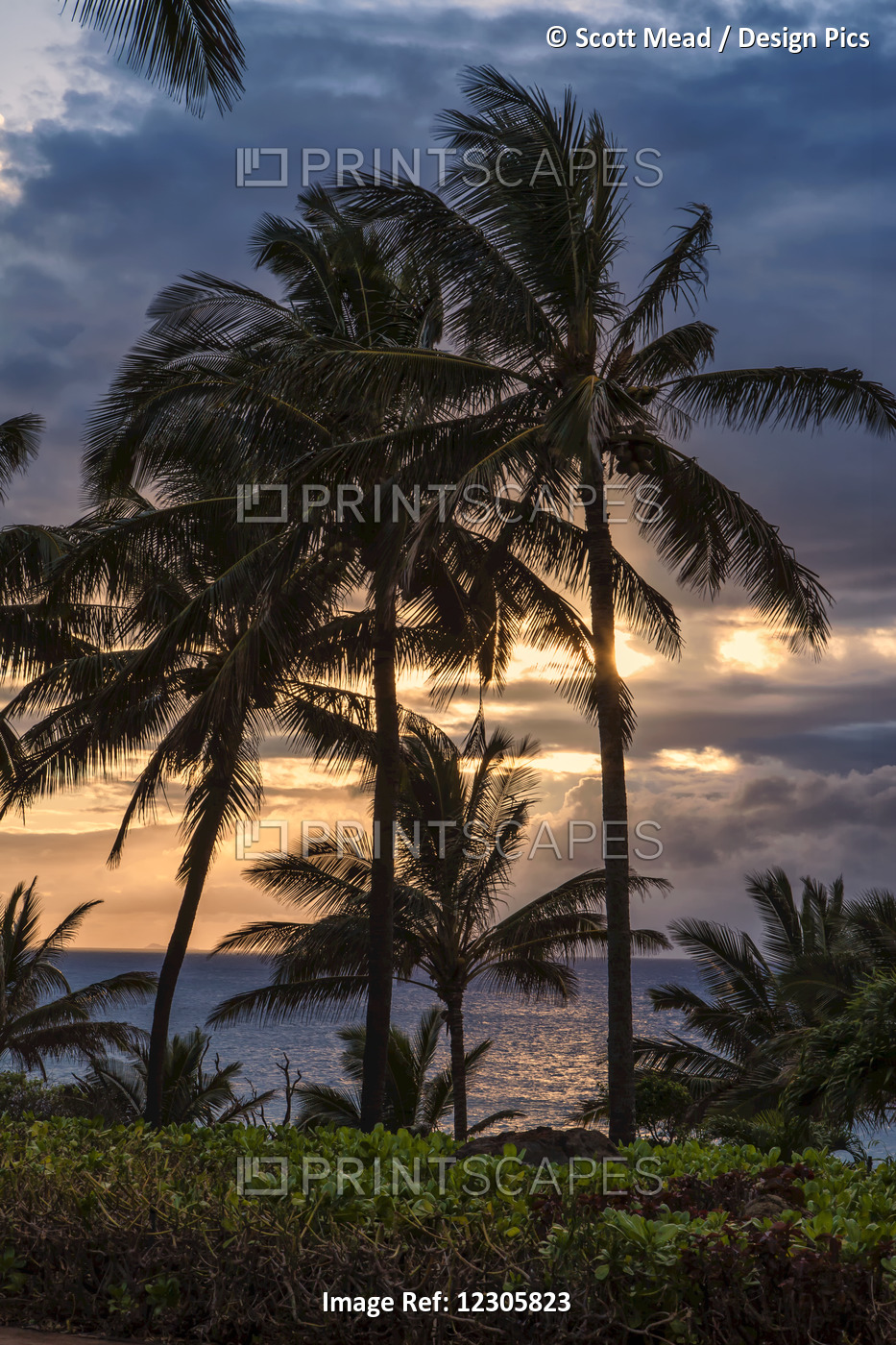 Silhouetted Palm Trees Along The Shoreline With The Sun Setting; Molokai, ...