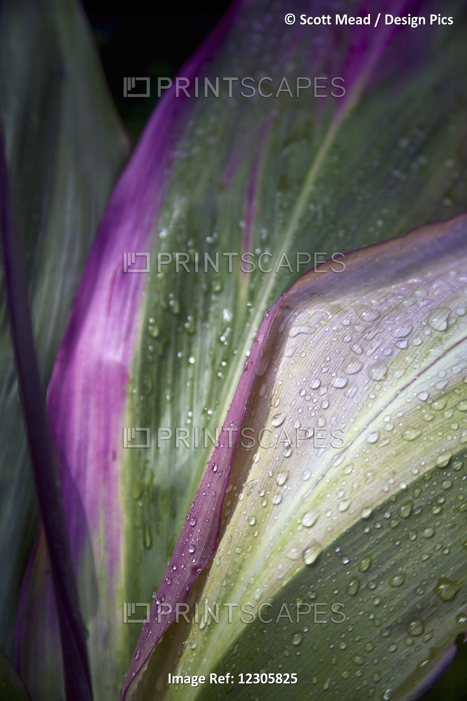 Close Up Of The Purple And Green Leaves Of A Tropical Plant Covered In Water ...