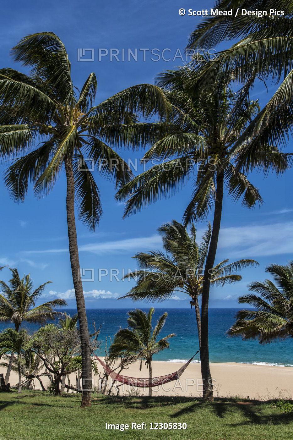 A Hammock Hangs Between Two Palm Trees On The Beach With Blue Sky And Ocean; ...