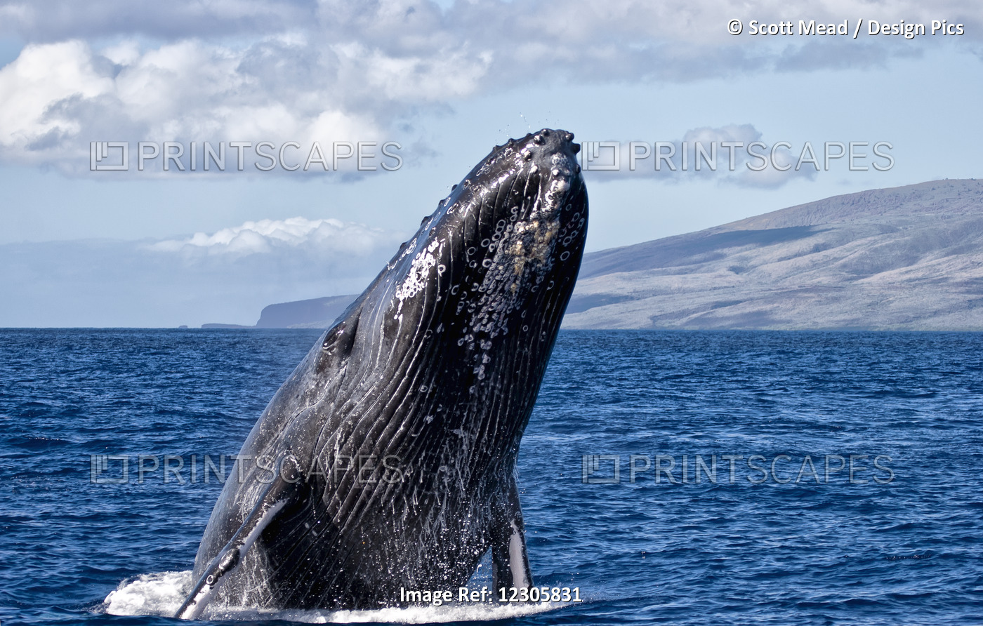 Humpback Whale (Megaptera Novaeangliae) Breaching In The Pacific Ocean Off A ...