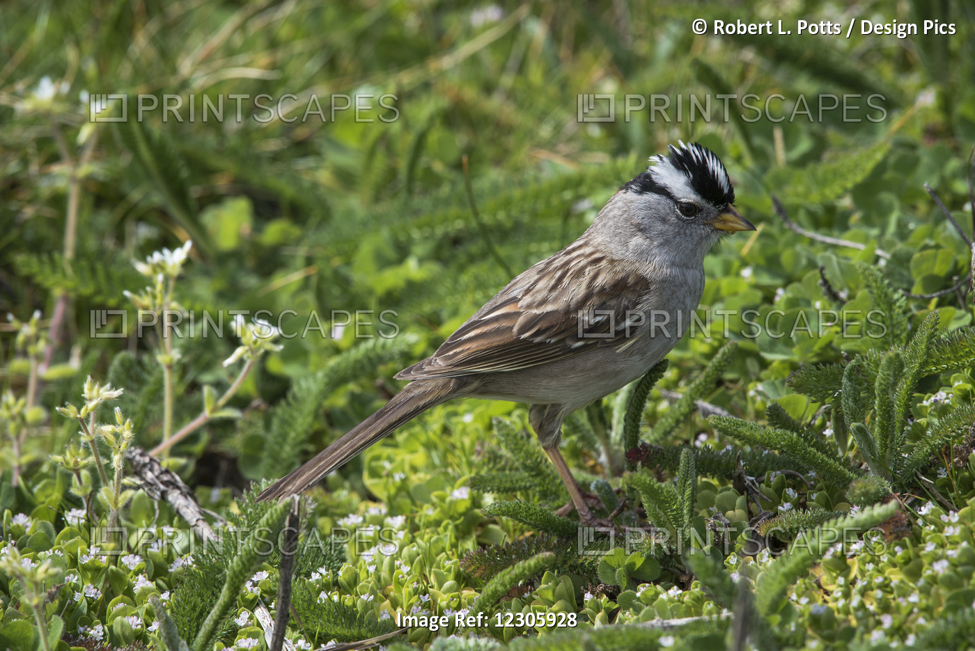A White-Crowned Sparrow (Zonotrichia Leucophrys) Looks For Tender Greens To ...