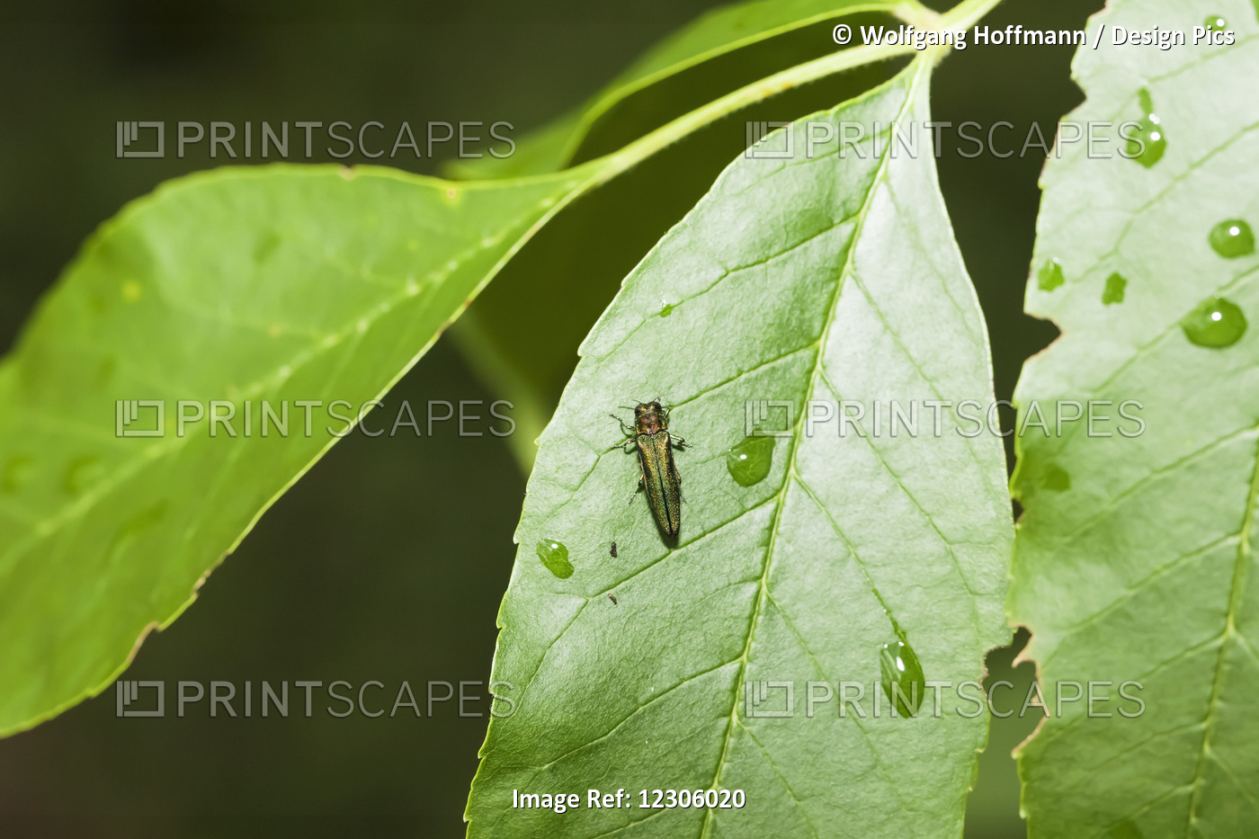 Emerald Ash Borer (Agrilus Planipennis) Feeding On Ash Leaves In Tree Top; Oak ...