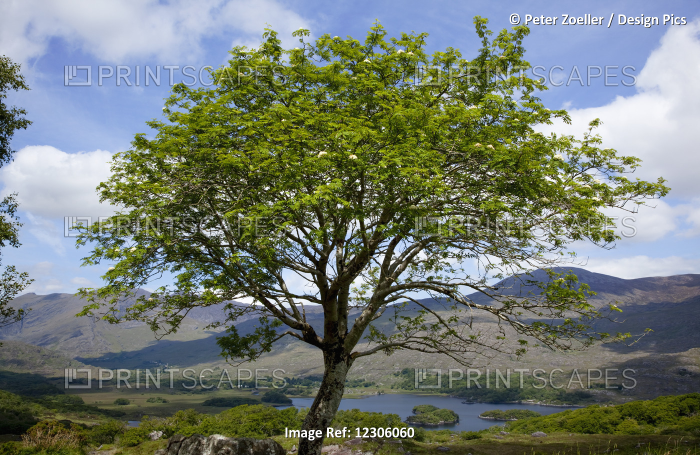 A Healthy Tree Standing In The Foreground With Hills And Cloud Shadows In The ...