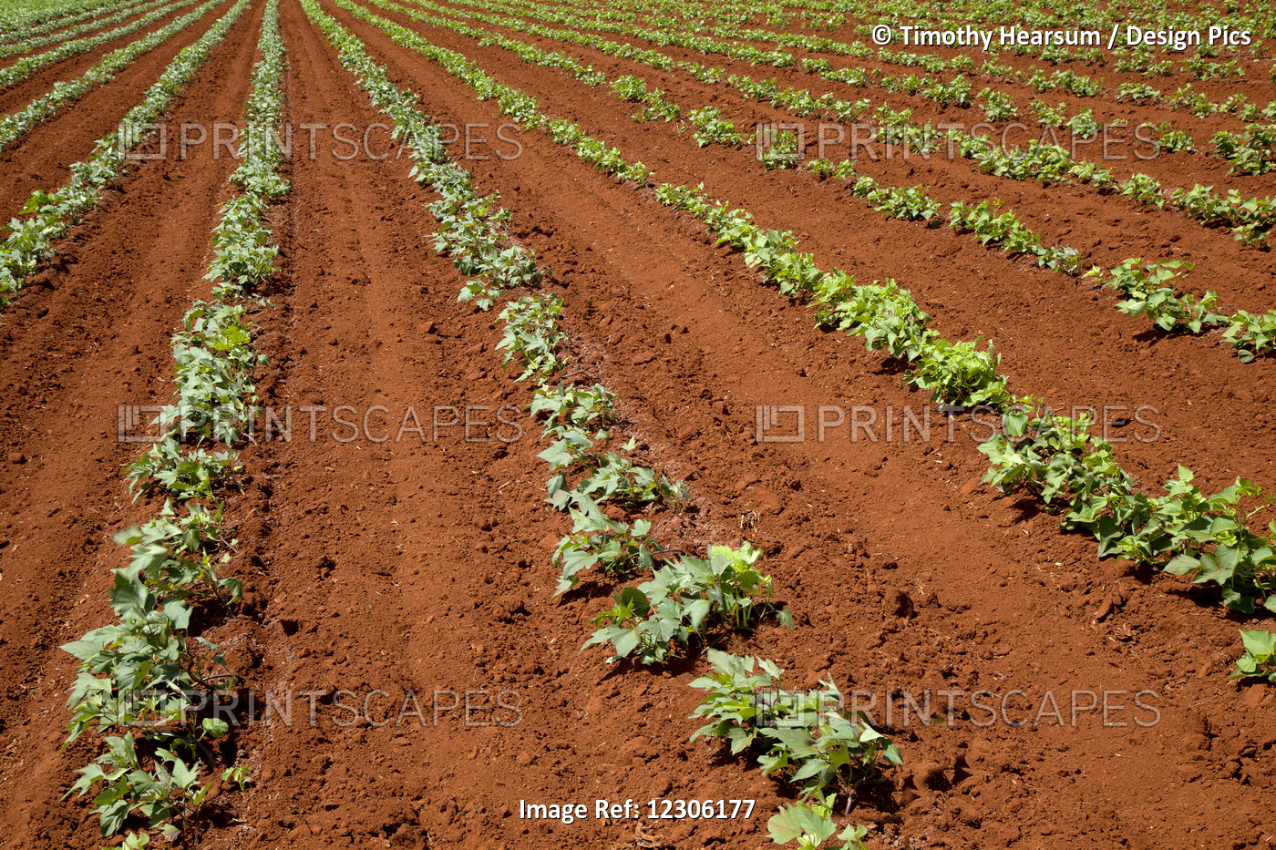 Oblique Rows Of Young Green Bean Plants Are Growing In Very Red Earth On An ...