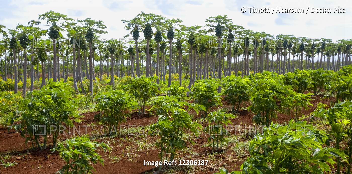 Overview Of Papaya Orchard (Young Trees In The Foreground And Mature Trees ...