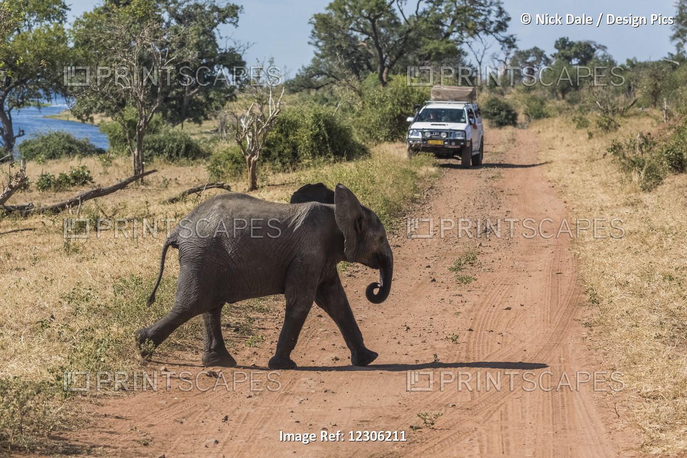 Baby Elephant (Loxodonta Africana) Crossing Dirt Track With Jeep; Botswana