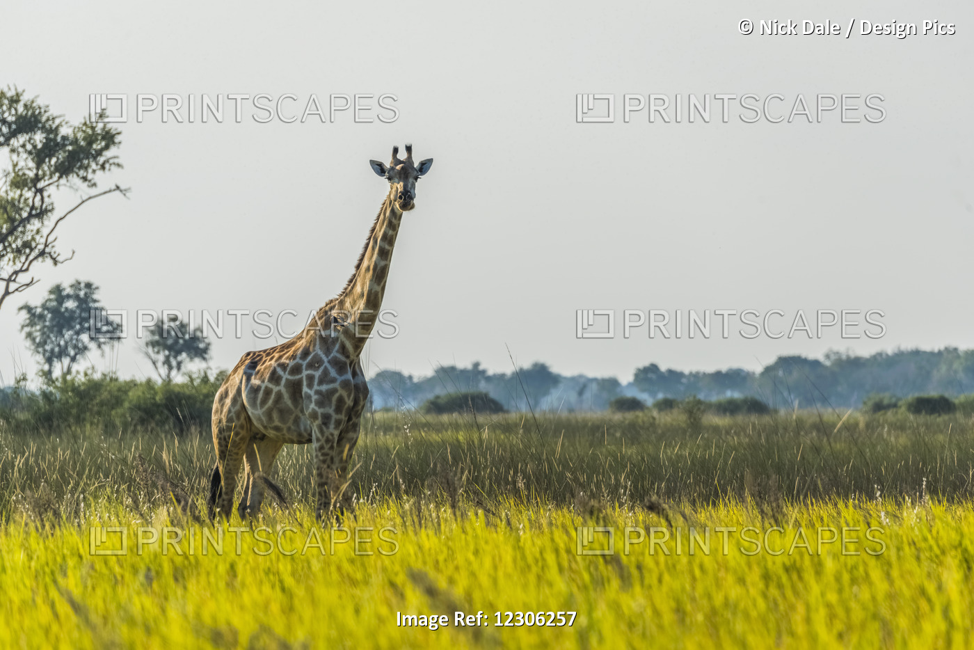 South African Giraffe (Giraffa Camelopardalis Giraffa) In Grass Facing Camera; ...