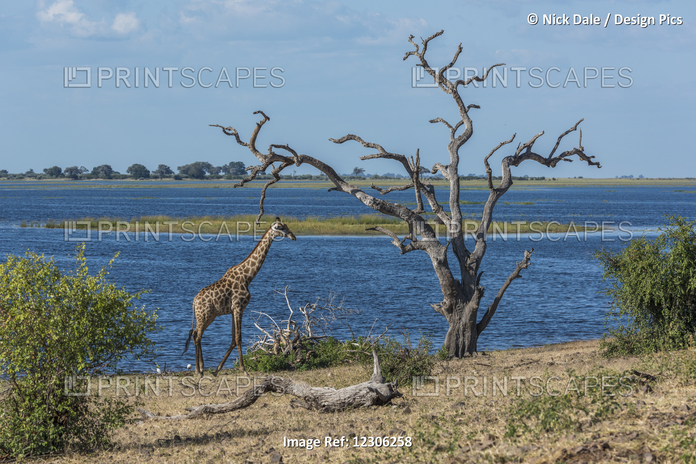 South African Giraffe (Giraffa Camelopardalis Giraffa) Walking By Dead Tree; ...