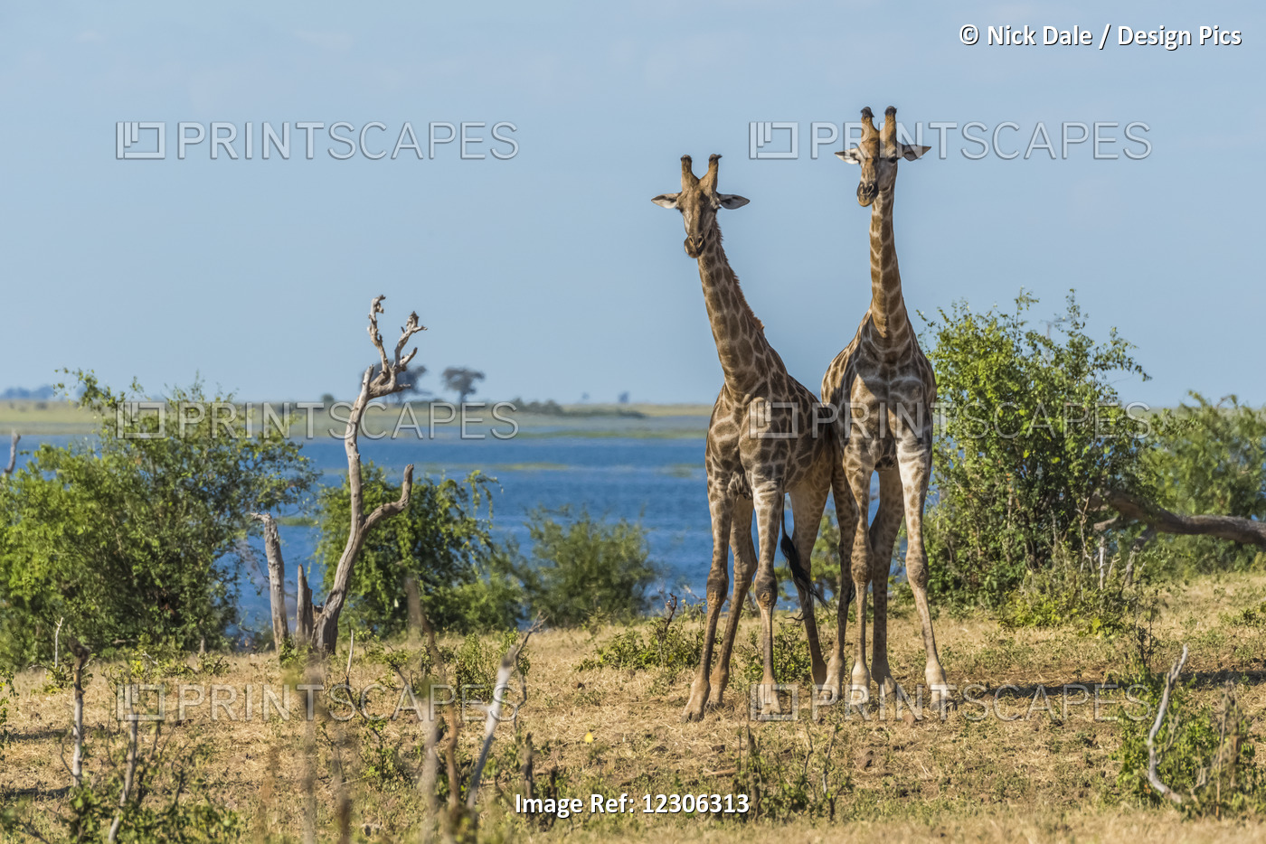 Two South African Giraffe (Giraffa Camelopardalis) Standing Beside River; ...
