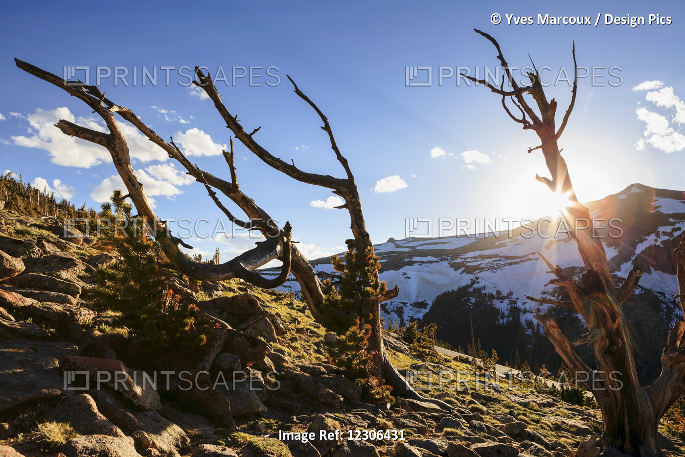 View Of Dead Trees At Sunset, Rocky Mountain National Park; Colorado, United ...